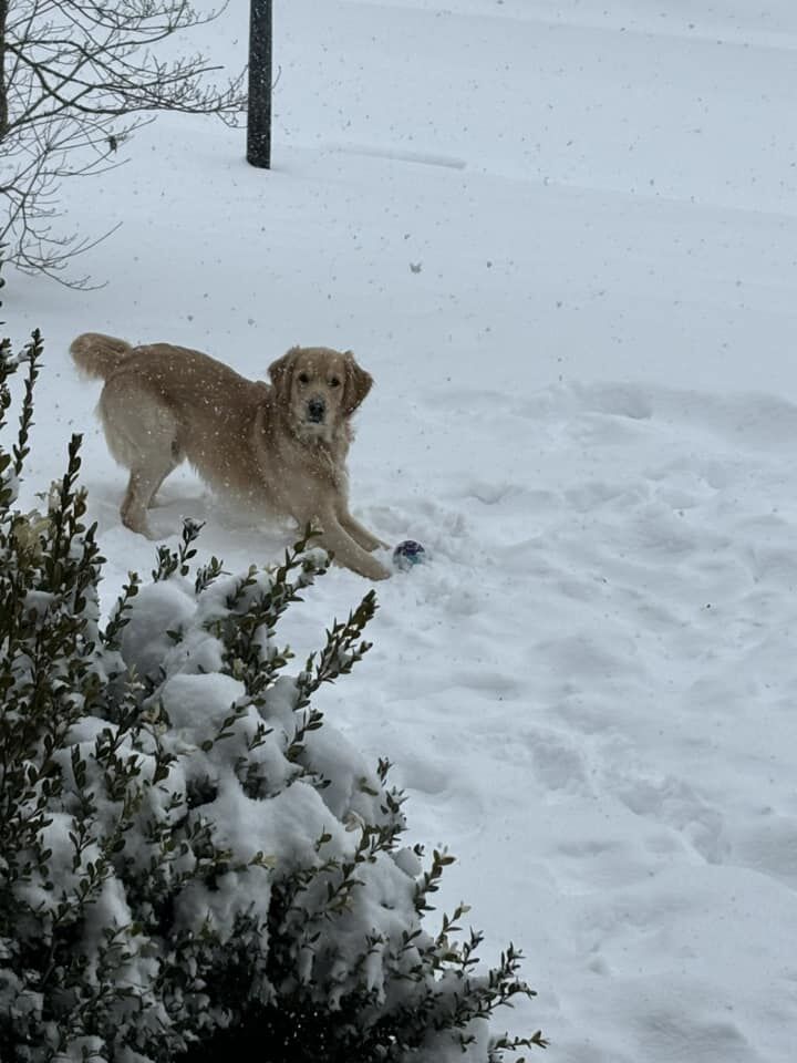 SNOW - ALICIA SHORE HAGER - HARRY - 1-5-2025.jpg